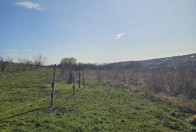 Teren agricol intravilan de 850 mp, în Săldăbagiu de Munte - 4