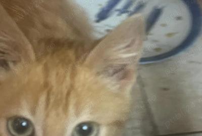 Garsoniera decomandata Bragadiru Alexandriei - 2