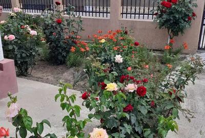 Vand casa cu dependin?e ?i loc de 850mp - 2