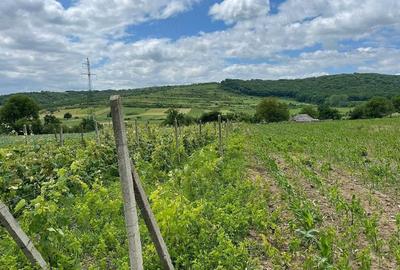 Casă cu 3 camere cu Teren 2000 Mp în Schitu Duca - 6