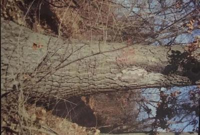 Teren forestier fag stejar - 1