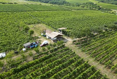 Teren agricol extravilan de 80000 mp, în Covăsinț - 26