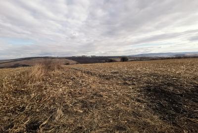 Păcurari-Platou Beldiman ( LA STEJARI SECULARI ) 490 mp , oportunitate reala - 22