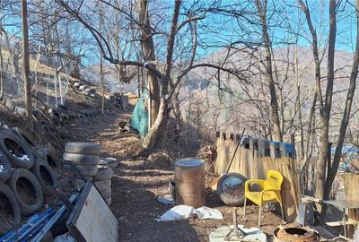 Teren de 2326 mp, în Tarcău - 6