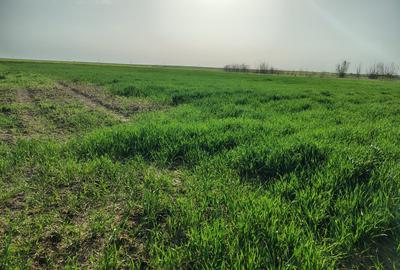 Teren investitie Cernica, Posta - 4