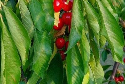 Vand casa Campenesti, Apahida - 5