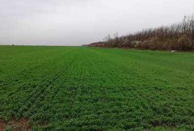 Teren agricol extravilan de 10000 mp, în Afumați - 4