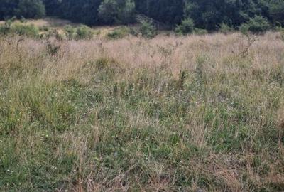 Teren de 2500 mp, în Ciurila - 4