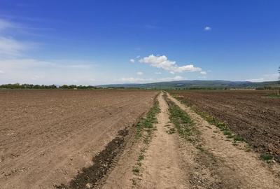 TEREN AGRICOL DE VANZARE - BOD - BRASOV 4,5 HA - 6