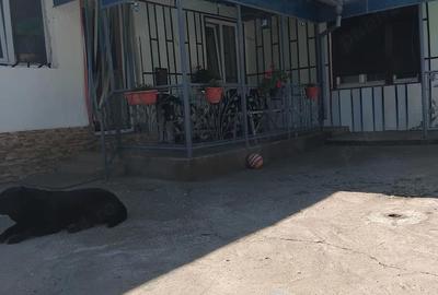 Casă cu Teren 1328 Mp în Macea - 3