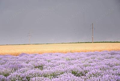 Teren de 37500 mp, în Borcea - 2