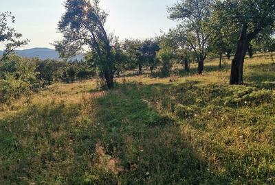 Teren de 2700 mp, în Dobreni - 5