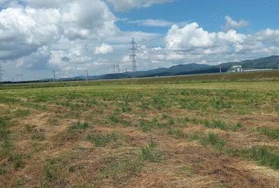 Vand saivan animale ?i teren aferent 2 ha Vand saivan animale ?i teren aferent 2 ha - 2