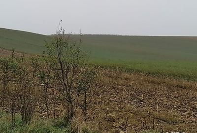 Teren în Viișoara - 7