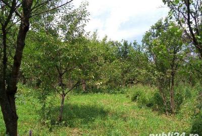 Teren de 3200 mp, în Câmpina - 2