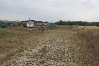 Teren de 4600 mp, în Albota - 2