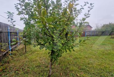 Teren Intravilan Harman cu utilitati , ingradit si casauta de lemn pe teren - 12