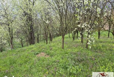 Teren de 1295 mp, în Berghin - 3