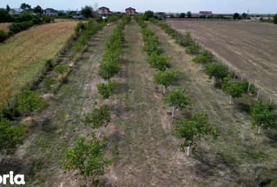 Teren de 9654 mp, în Dobra - 1