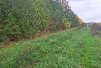 OAZA DE LINISTE SI RAFINAMENT LA MALUL LACULUI - 4