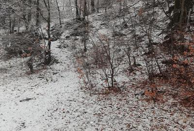 Teren de 4220 mp, în Bușteni - 8