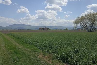 Teren agricol extravilan de 7300 mp, în Chichiș - 4