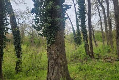 SUPER  OCAZIE TEREN 4000MP DE VANZARE IN SNAGOV CU DESCHIDERE LA LACUL SNAGOV - 5