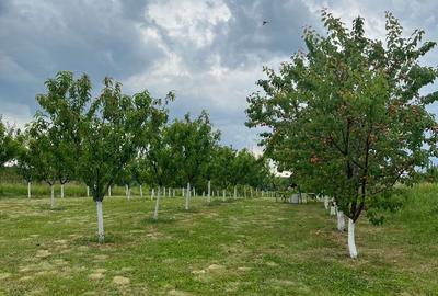 Spațiu comercial, în Central