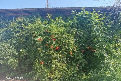 Vand casa deosebita - 5