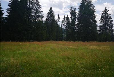 Teren de 50000 mp, în Central - 1