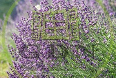 Casă cu 3 camere decomandat cu Teren 1000 Mp în Căianu - 5