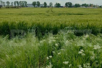 Teren de 3613 mp, în Pielești - 2