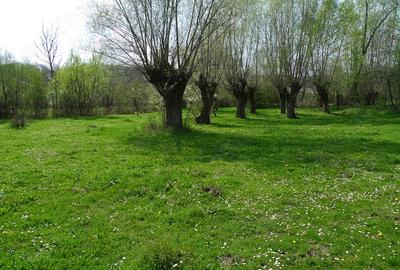 Teren de 3200 mp, în Provița de Sus - 1