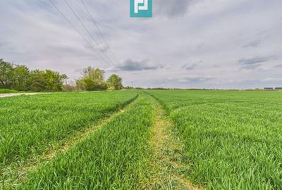Teren agricol extravilan de 19900 mp, în Giroc - 3