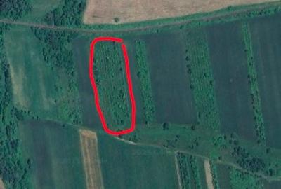 Teren extravilan 4000mp Viperesti - 4