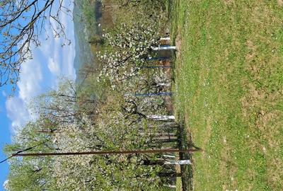 Teren de 10000 mp, în Tomșani - 17