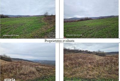 Teren de 24200 mp, în Muntenii de Jos - 5