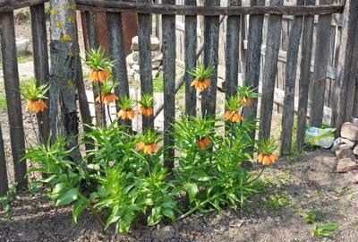 Teren intravilan 3109mp - 6