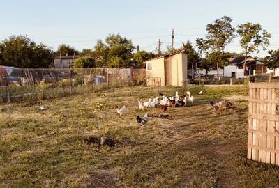 Spațiu comercial, în Oituz - 3