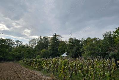 Casa ?i teren de vanzare - 5