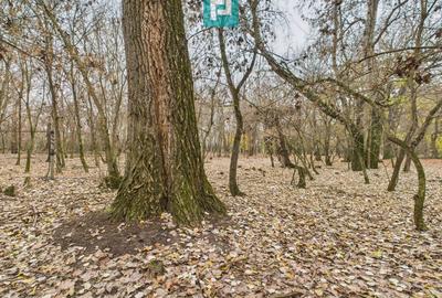 Teren agricol extravilan de 5000 mp, în Periam - 29
