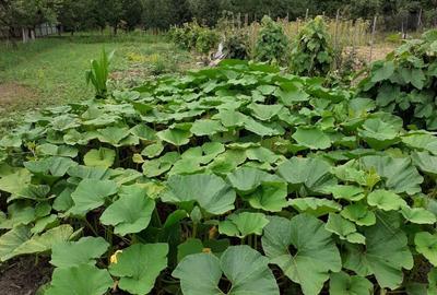 Casa P+E de vanzare in Ineu, jude?ul Arad - 2