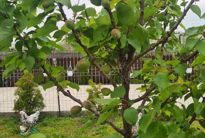 Casă cu 4 camere cu Teren 1049 Mp în Corbu (Glodeanu-Siliștea) - 5