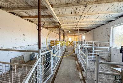 De vanzare ferma Calarasi in stare de conservare - sere - livada - 8