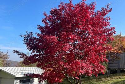 O Casa de Vis in Garcina Rasfa? in Natura! - 1
