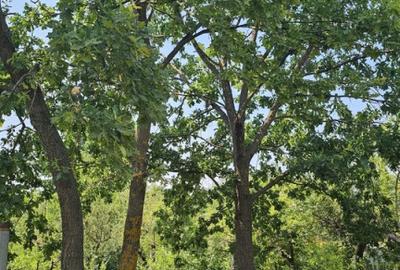 Intravilan 480 mp , loc de casa , zona padure Baicoi Prahova - 14