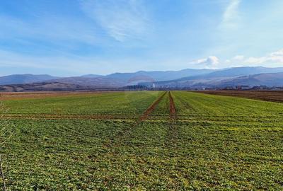 Teren agricol extravilan de 14600 mp, în Tărlungeni