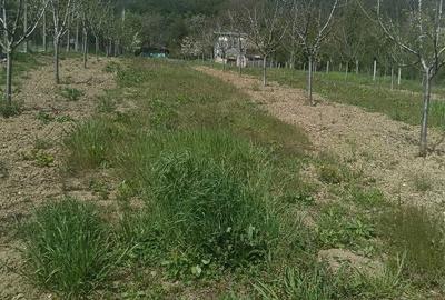 Casă cu 2 camere cu Teren 2500 Mp în Bogați - 10