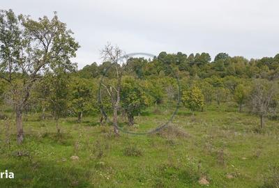 Teren de 10000 mp, în Livezile - 3