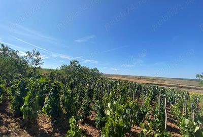 Casă cu 2 camere cu Teren 1875 Mp în Săcășeni - 5